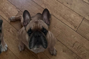 Help me with vets costs - KindGive