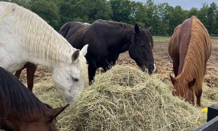 Help Me Give Horses a Second Chance - KindGive